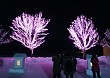 願わくのサクラ～千本桜の軌跡～