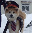 犬っこ湯沢駅長体験